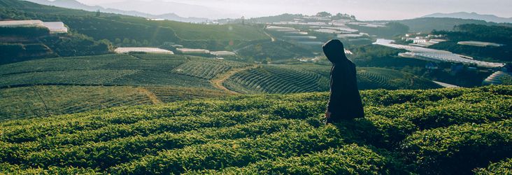 Une plantation de thé c'est magnifique